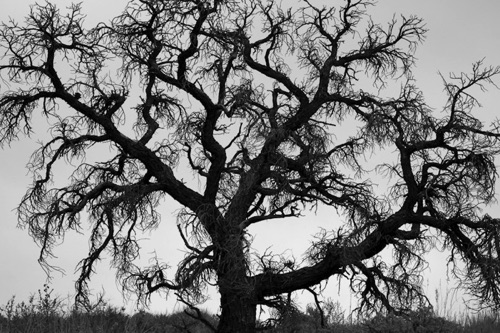 Burnt Pine Inyo Mountains California (9578SA).jpg